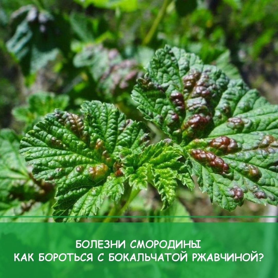 Бокальчатая ржавчина смородины