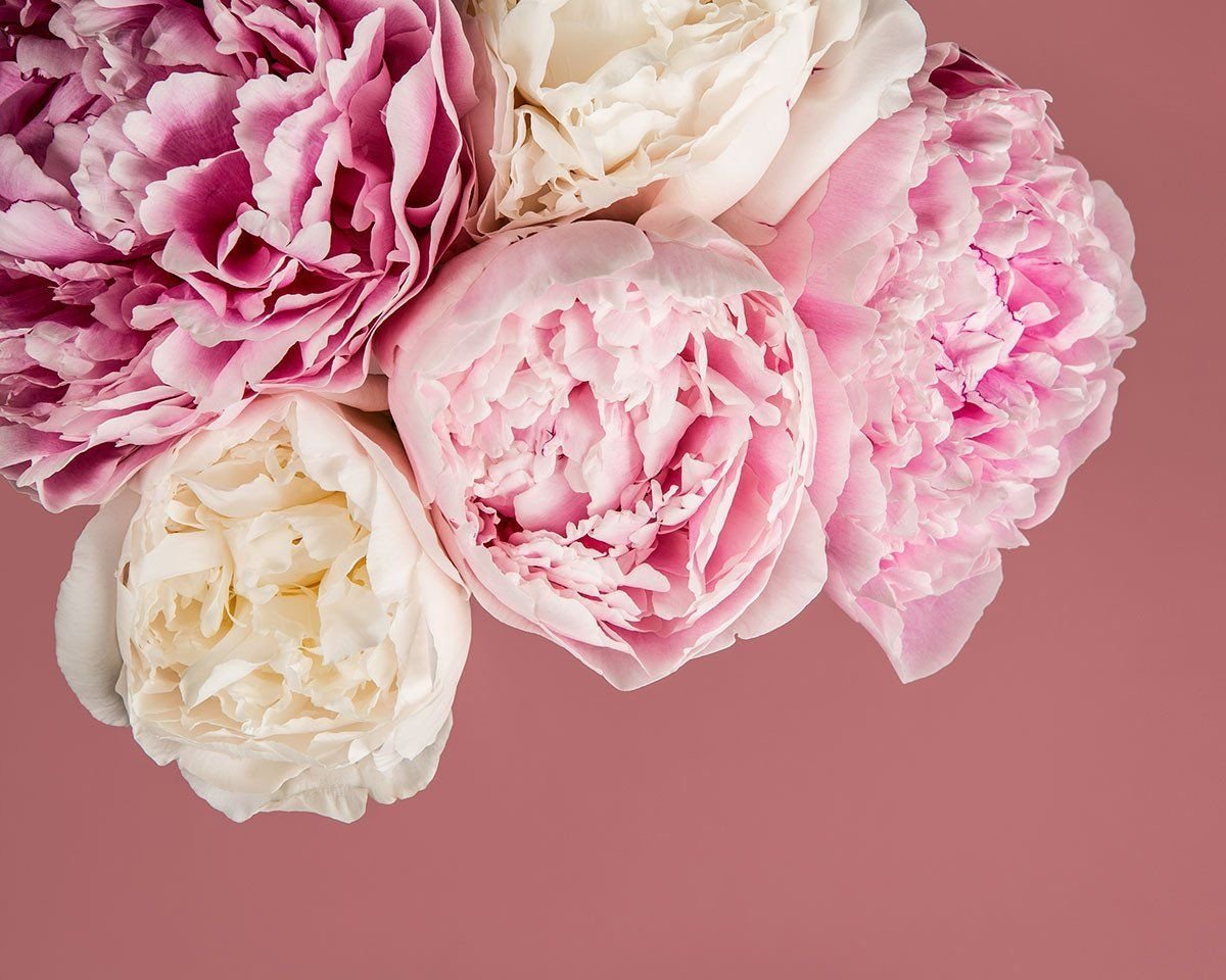 Пион Bouquet perfect