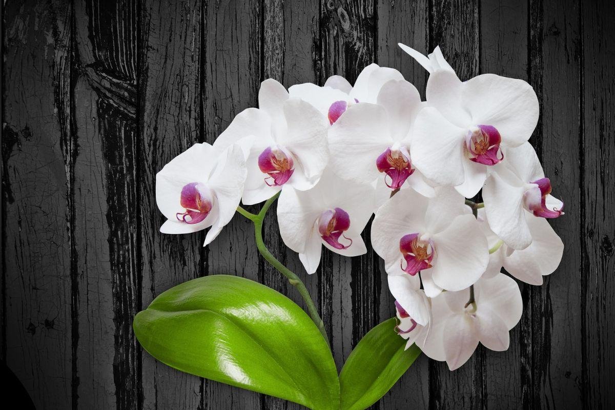 Орхидеи с большими цветами