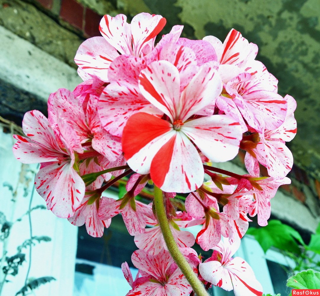 Пеларгония Margaretta