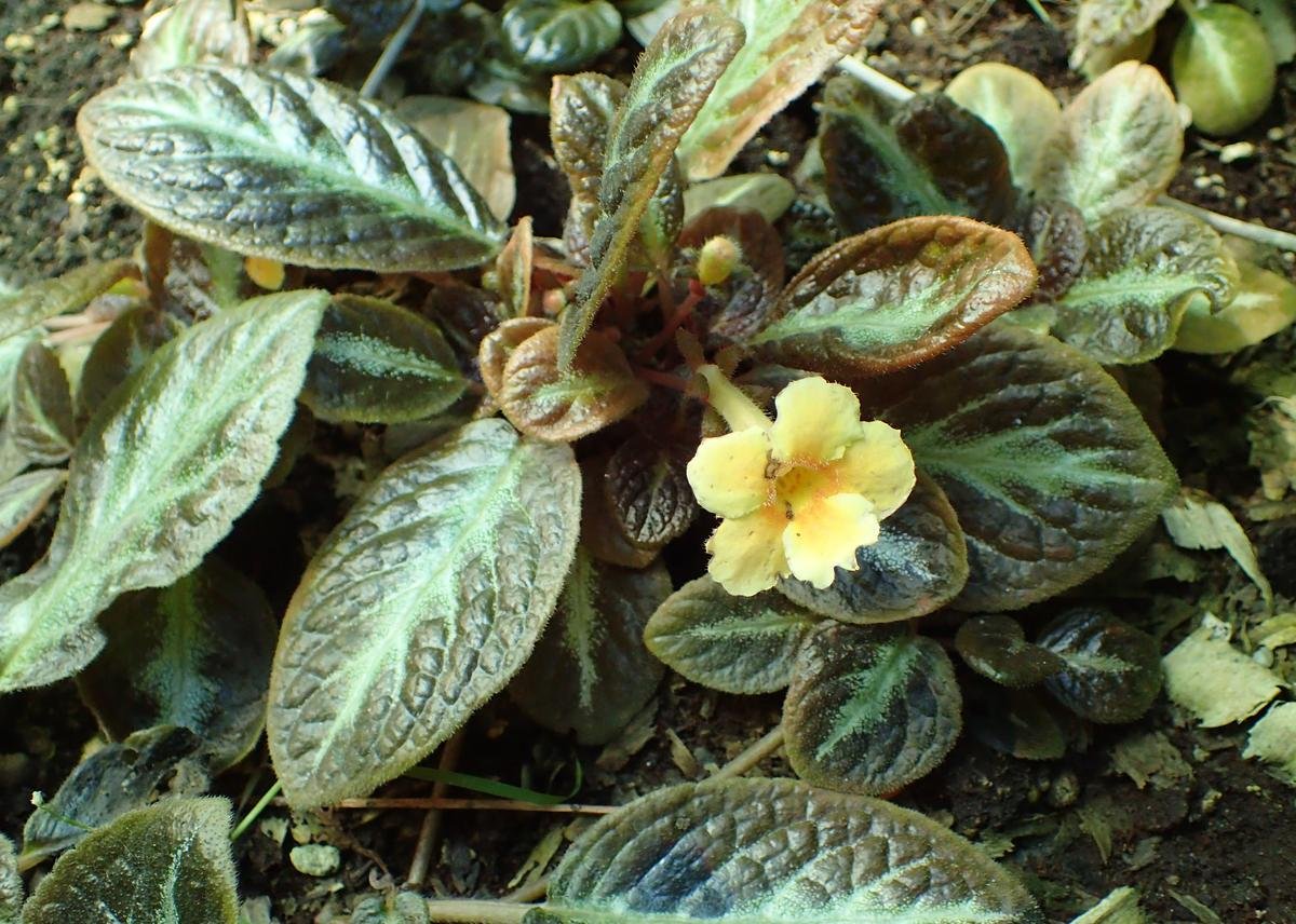 Эписция Tropical Topaz