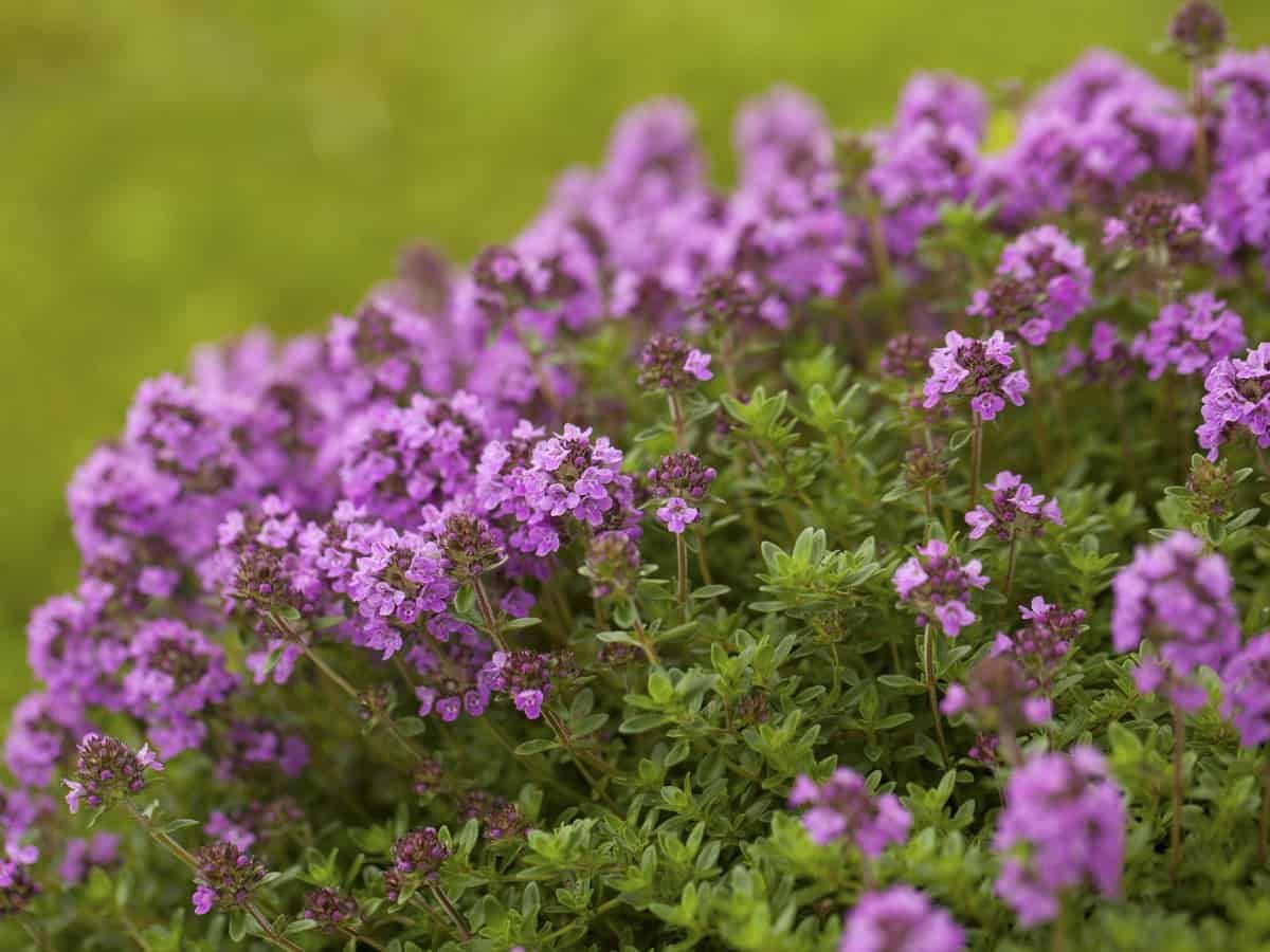 Тимьян ползучий (Thymus serpyllum) сиреневый