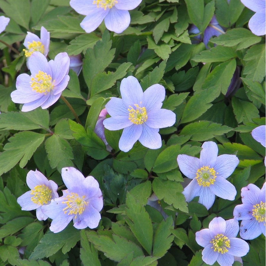 Ветреница Дубравная (Anemone nemorosa)
