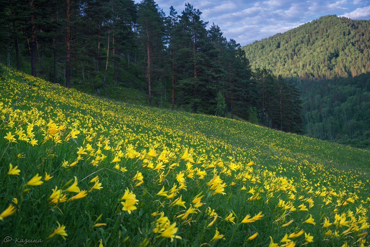 Алтайский заповедник Флора