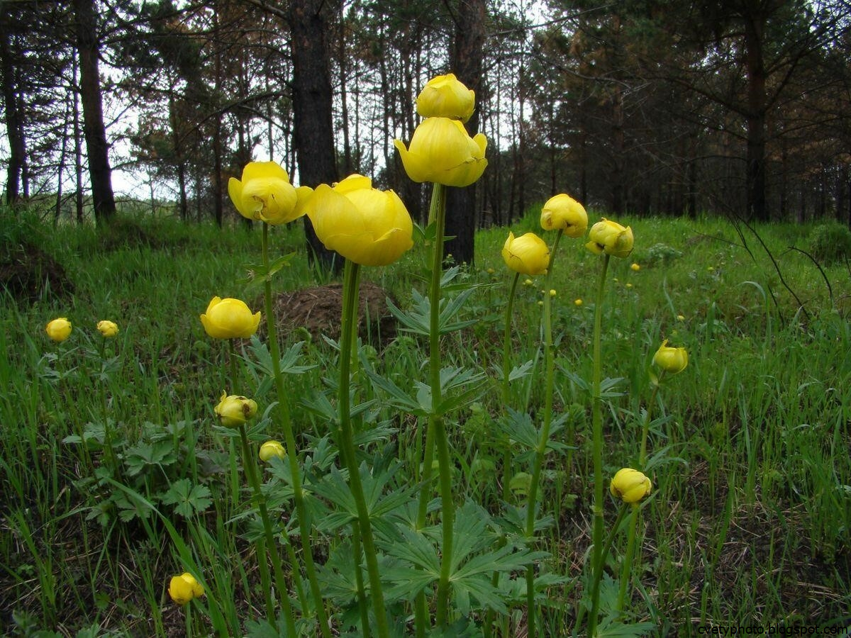 Купальница европейская (Trollius europaeus)