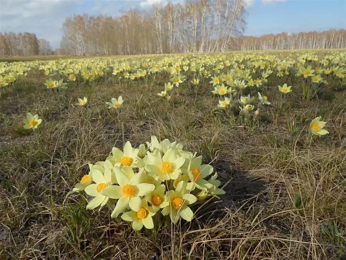 Прострел желтеющий (Сибирский Подснежник)