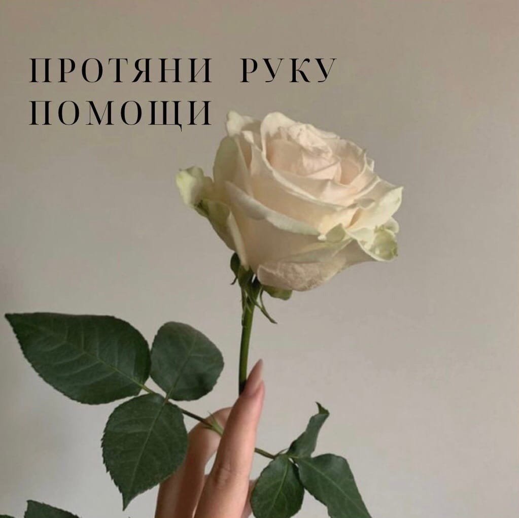 Роза Noelia