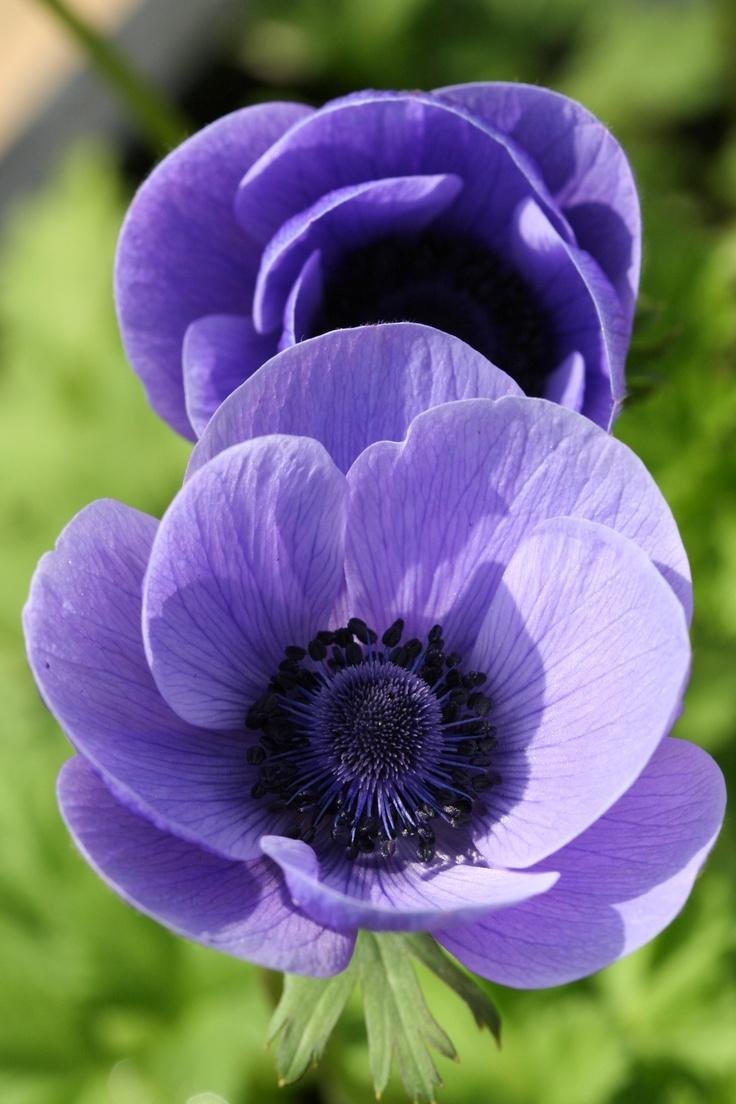 Анемоны (Anemone)