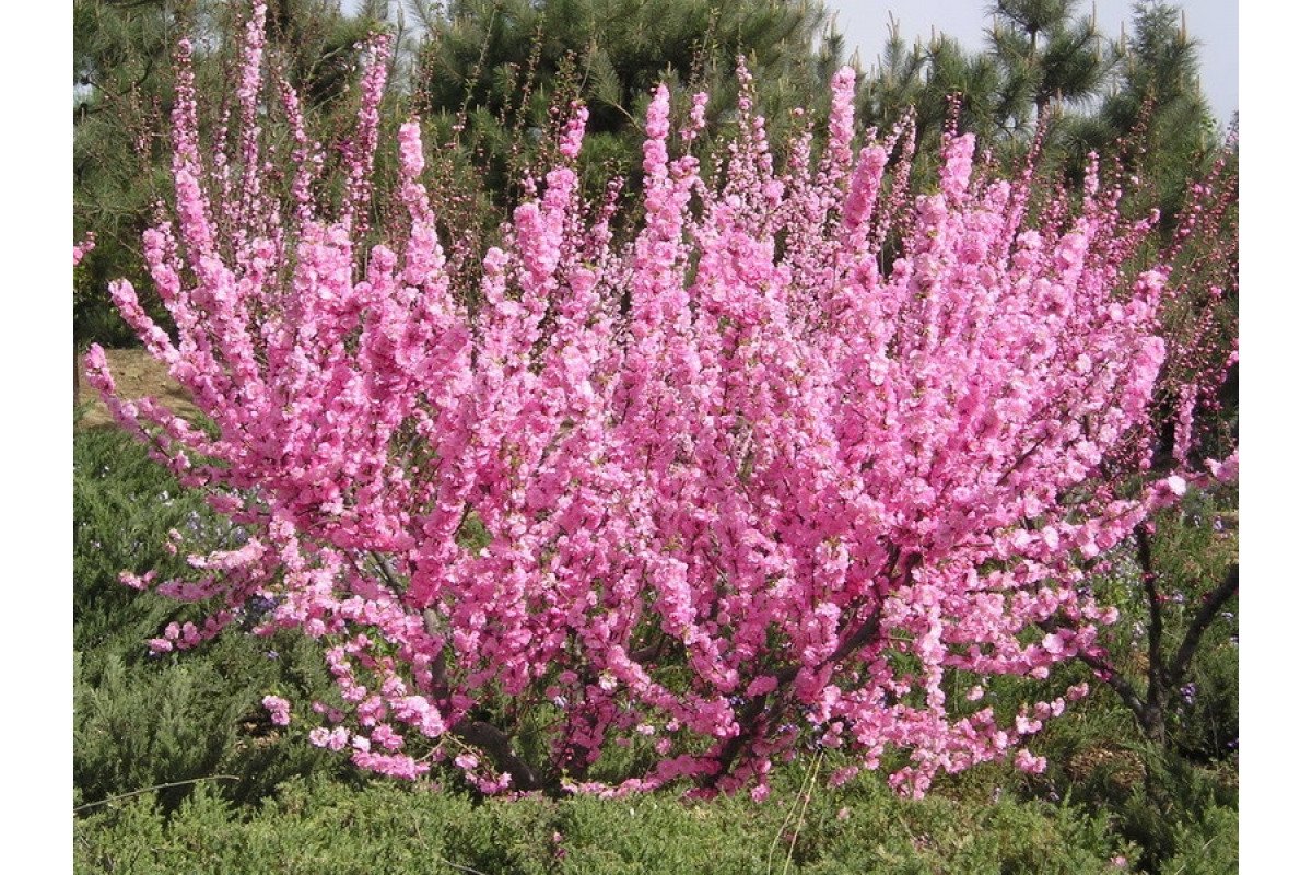 Миндаль трехлопастной Prunus triloba