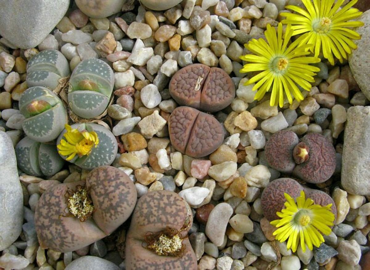 Lithops 15/5 Литопс