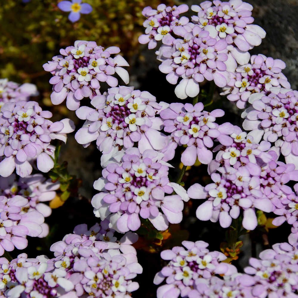 Иберис Iberis sempervirens Pink Ice