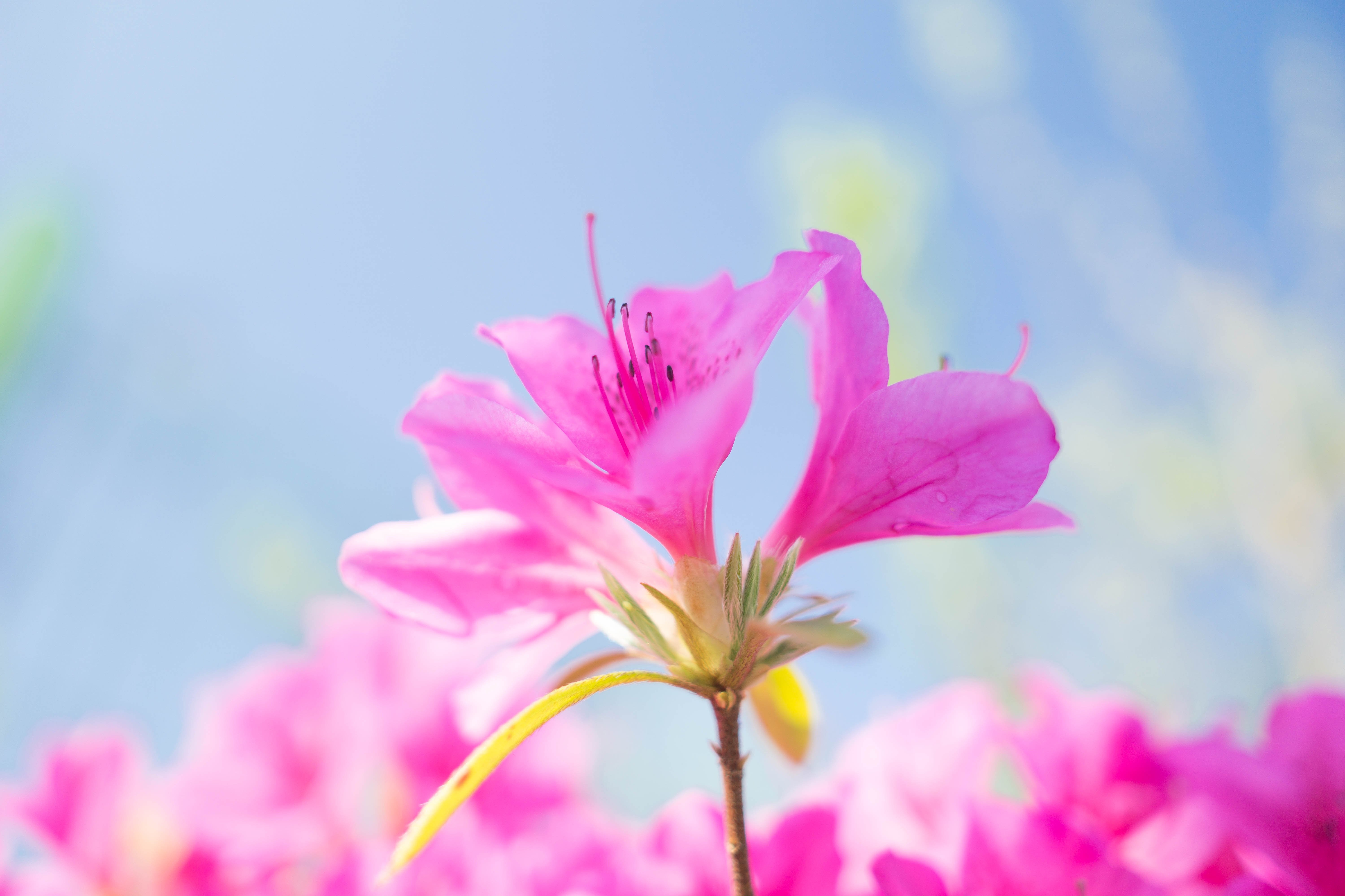 Лето цвет розовый. Весенние цветы розового цвета. Розовые цветы в природе. Цветы с длинными лепестками. Летние цветы.