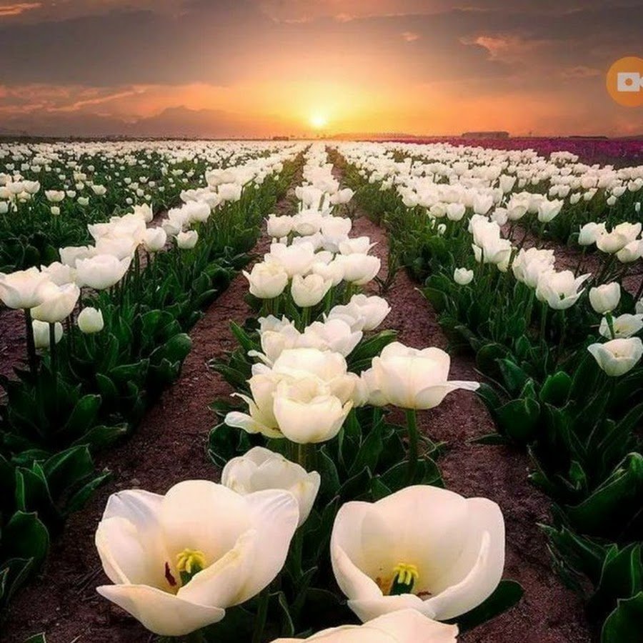Голландия гуллари