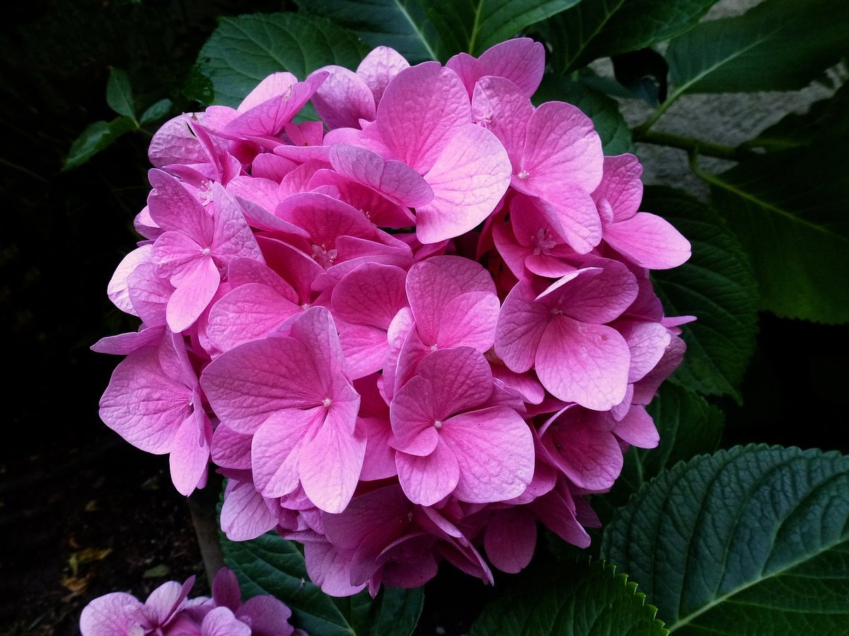 Гортензия крупнолистная Pink pretty
