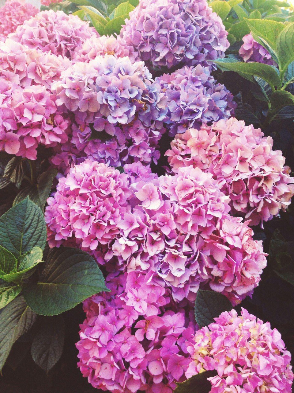 Гортензия Frou Frou