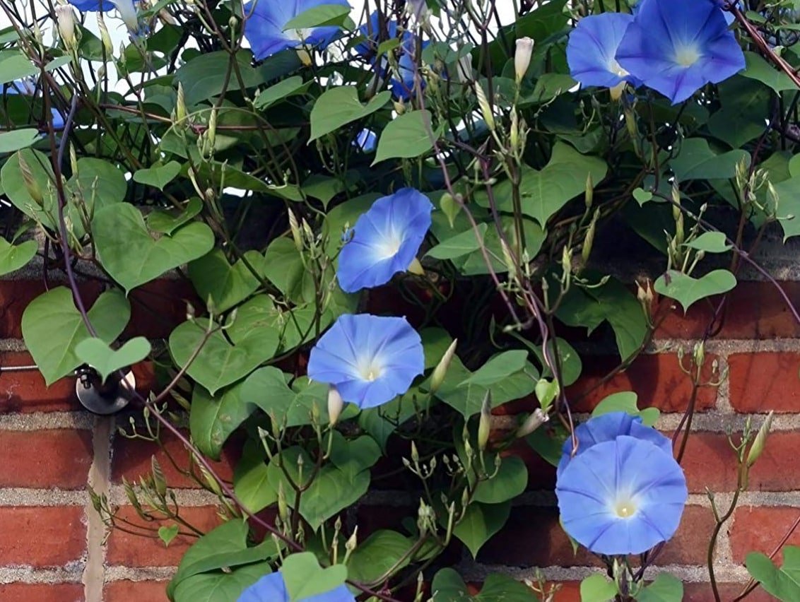 Ипомея трехцветная Ipomoea Tricolor