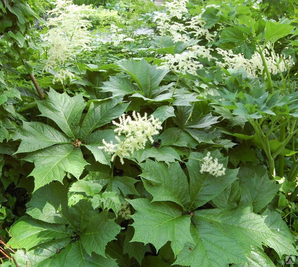 Роджерсия подофилловая Rodgersia podophylla