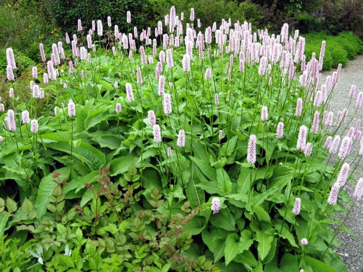 Горец змеиный (Polygonum bistorta l.)