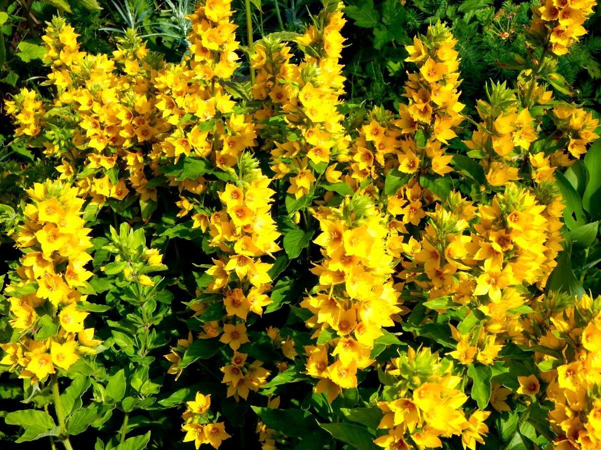 Вербейник точечный (Lysimachia punctata)