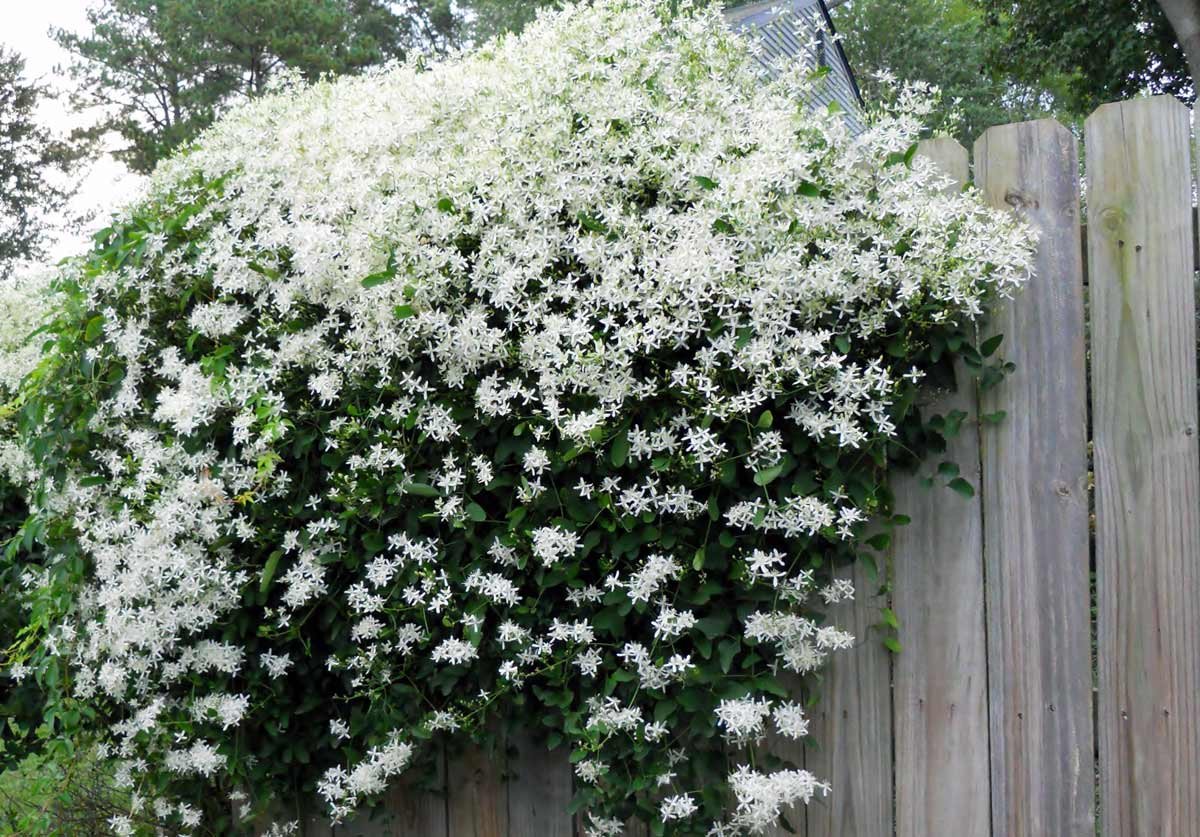 Вьющееся растение с белыми цветами многолетник