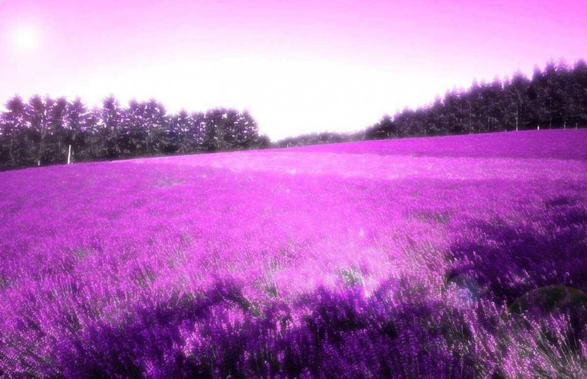 Поле с фиолетовыми цветами