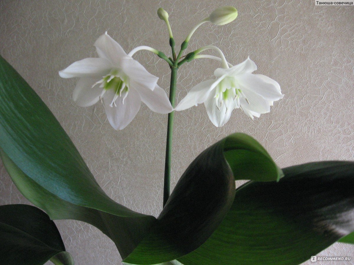 Лилия эухарис