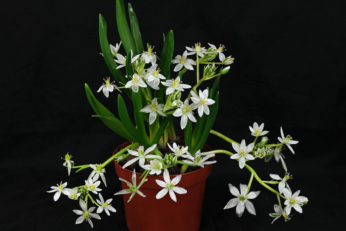 Ornithogalum balansae
