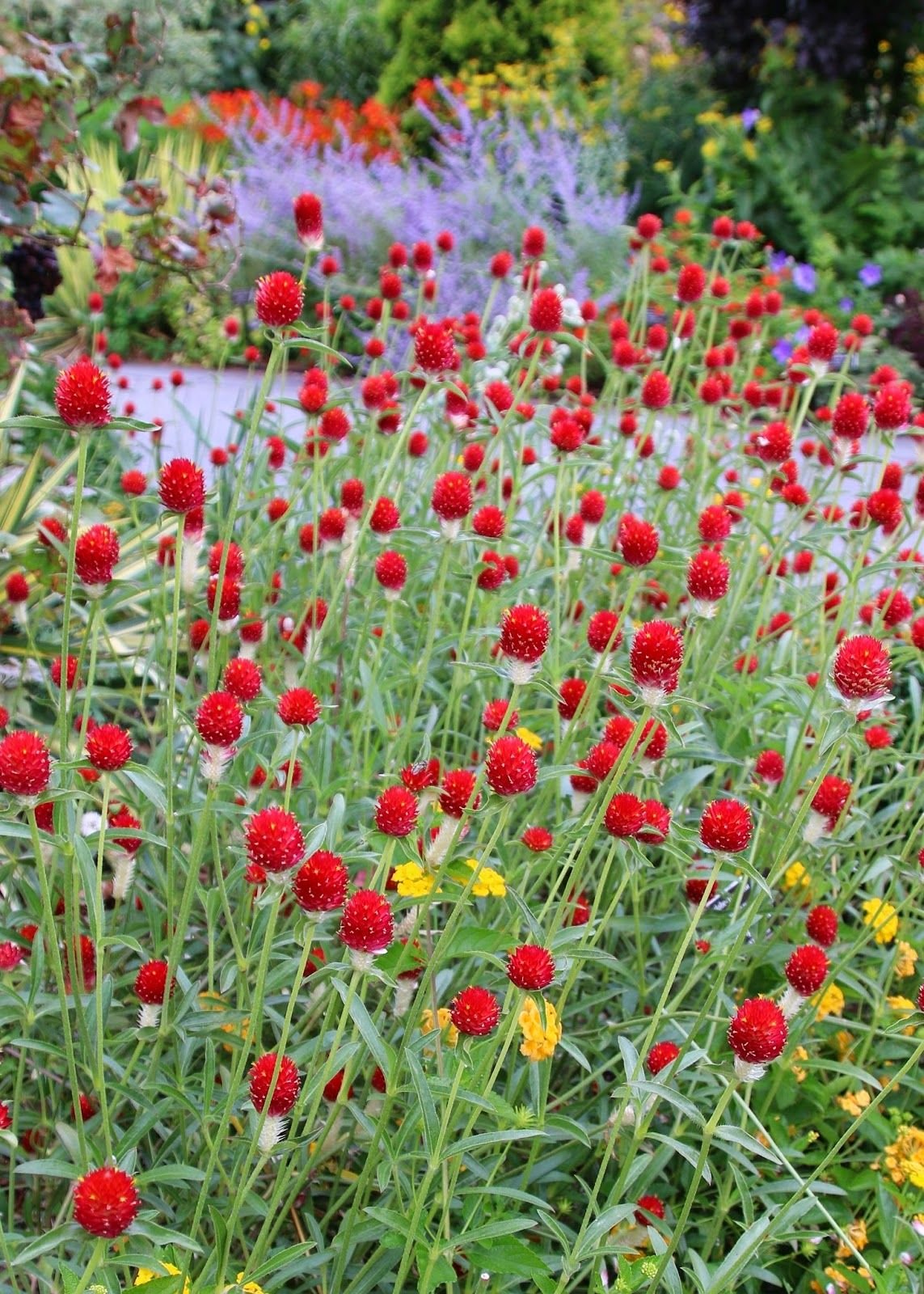 Gomphrena globosa Red