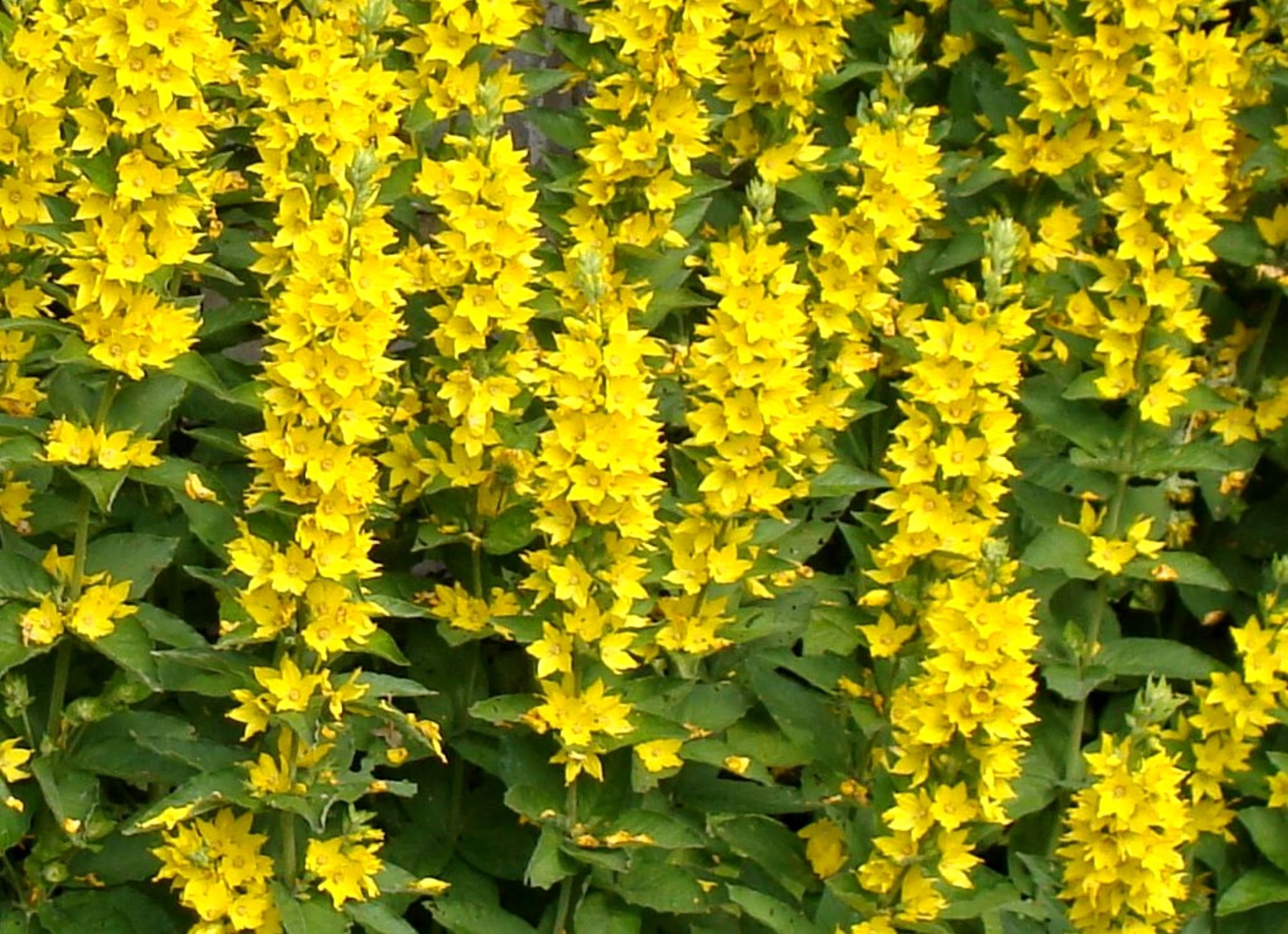 Желтые цветы для дачи. Вербейник Лизимахия. Вербейник точечный (Lysimachia punctata). Вербейник точечный (Лизимахия). Вербейник punctata.