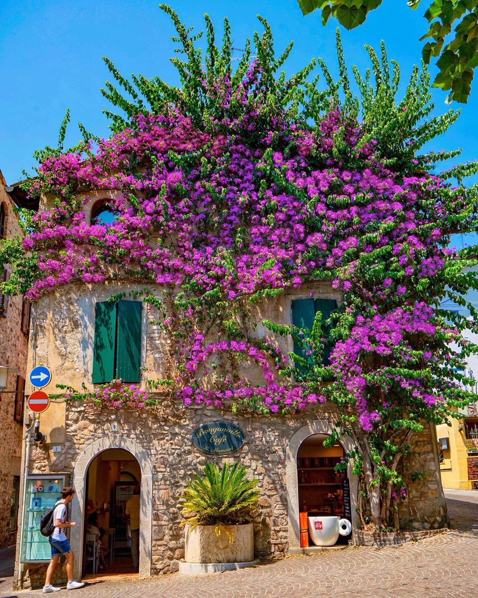 Популярные цветы в италии