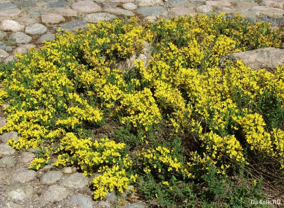 Ракитник скученный