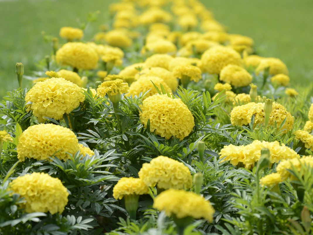 Желтые низкорослые многолетние цветы