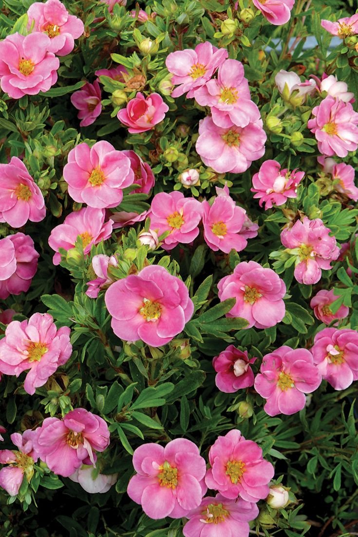 Лапчатка кустарниковая (Potentilla fruticosa)
