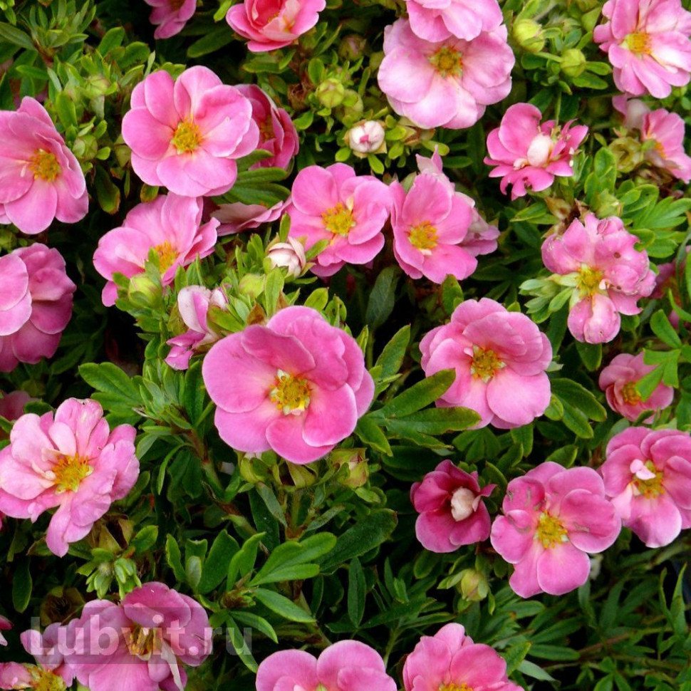 Лапчатка кустарниковая Lovely Pink