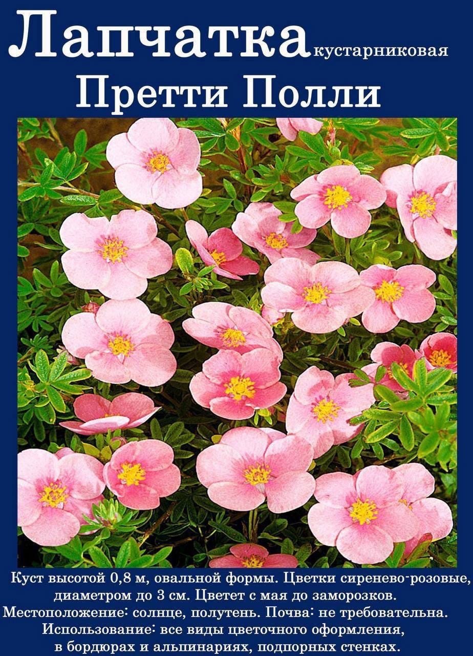Лапчатка розовая Претти Полли