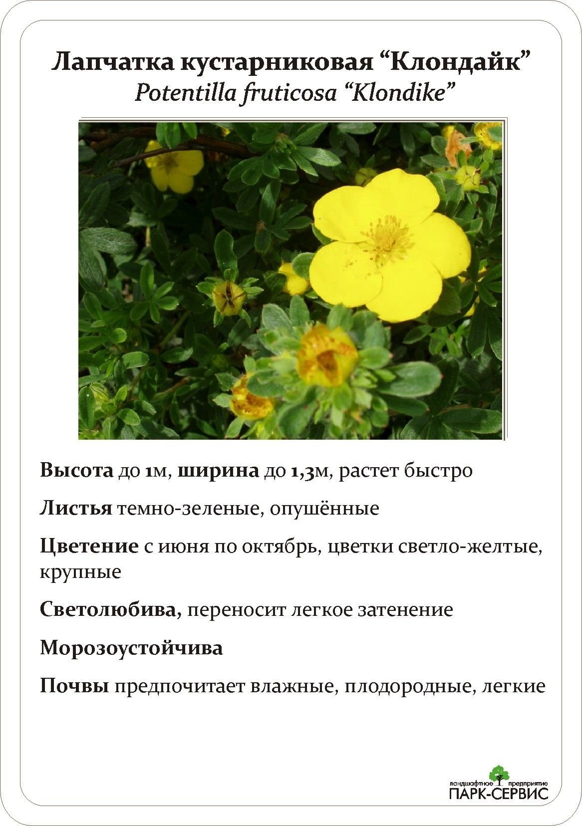 Лапчатка кустарниковая Klondike