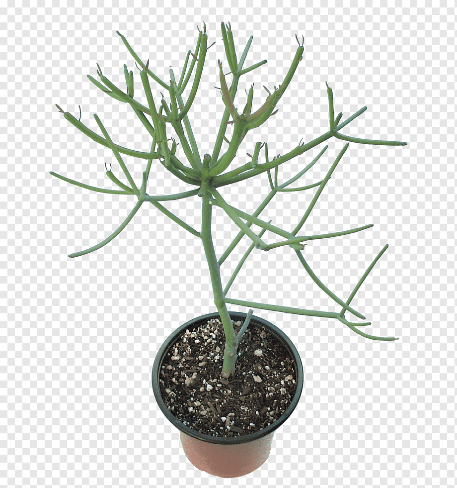 Молочай тирукалли (Euphorbia tirucalli)