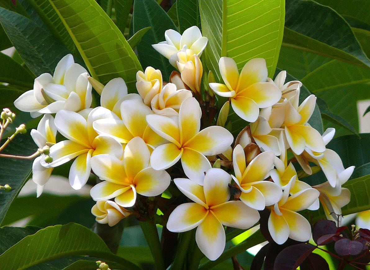 Plumeria Alba дерево