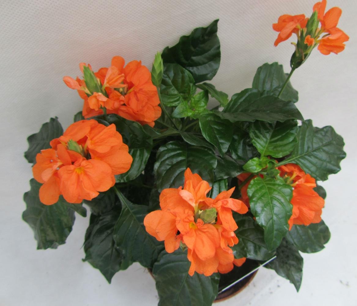 Оранжевое комнатное растение. Кроссандра волнистолистная. Кроссандра Фортуна оранжевая. Цветок Фортуна кроссандра. Кроссандра воронковидная.