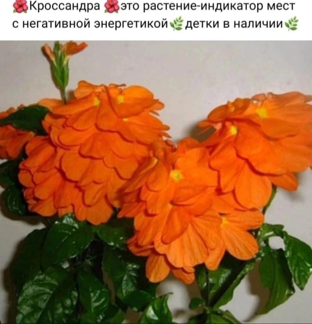 Гибискус кроссандра