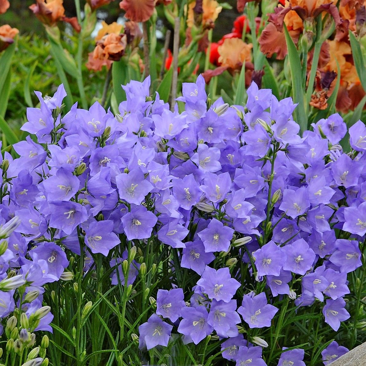 Колокольчик персиколистный (Campanula persicifolia `Takion Blue`)