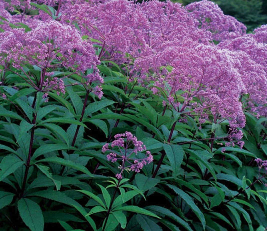 Посконник пятнистый Atropurpureum