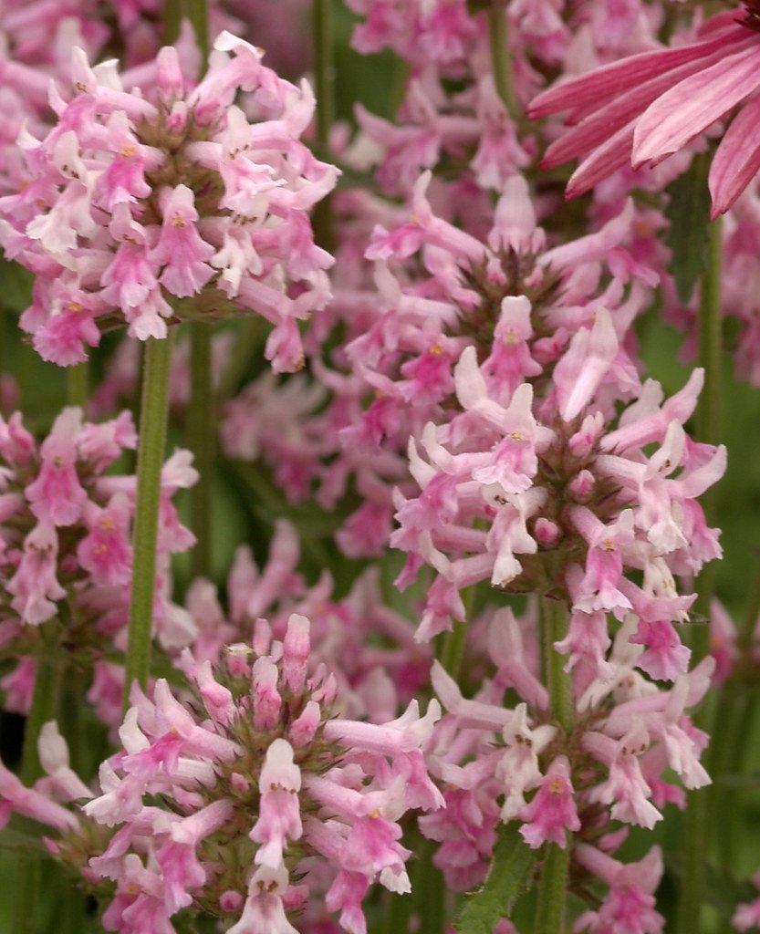 Stachys officinalis Pinky