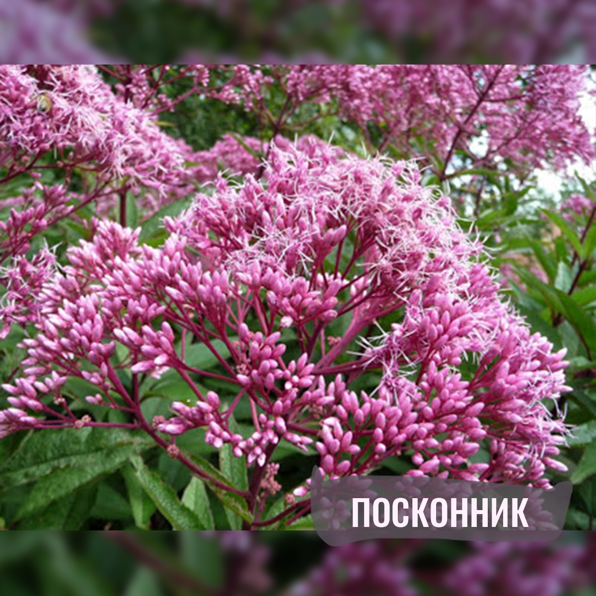 Посконник пятнистый (Eupatorium maculatum)