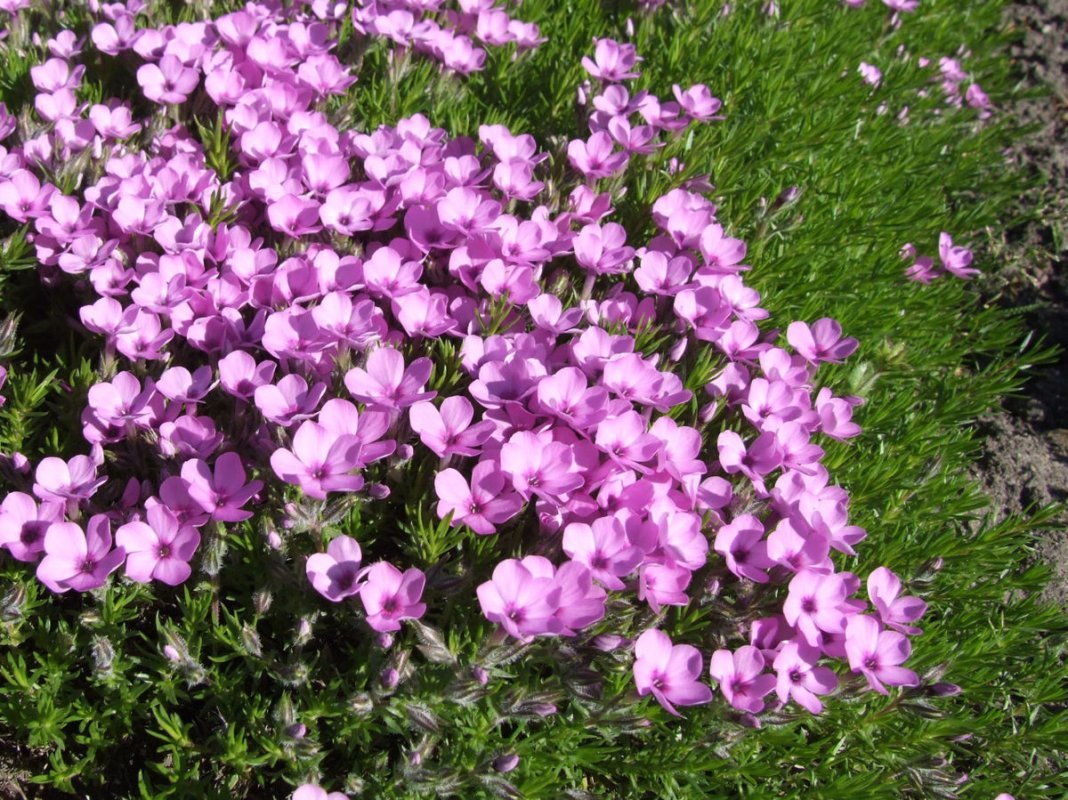 Флокс Дугласа (Phlox douglasii) "Lilac cloud"