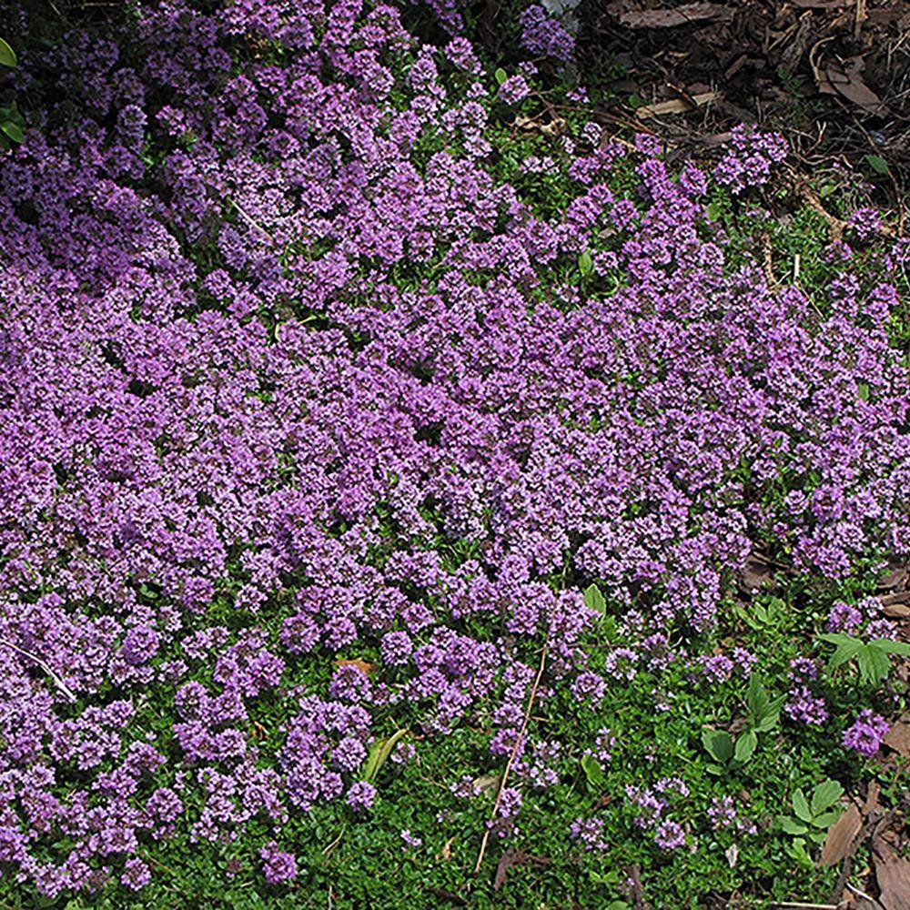 Тимьян ползучий (Thymus serpyllum 'Magic Carpet')