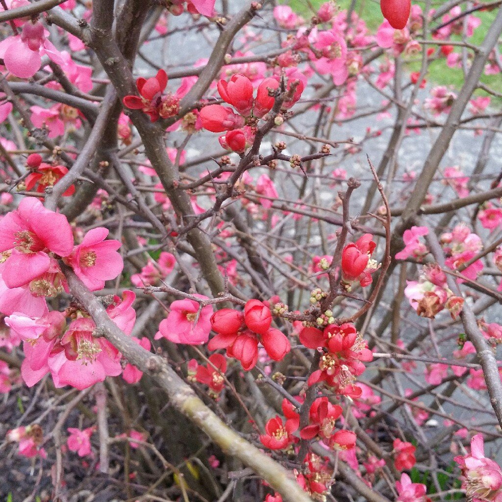 Chaenomeles japonica 'cido'