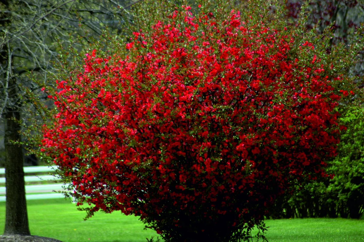 Айва японская Chaenomeles japonica