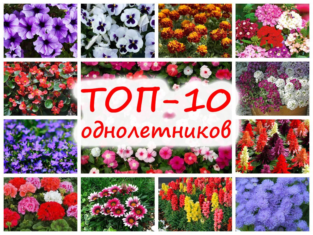Цветы однолетники на букву г