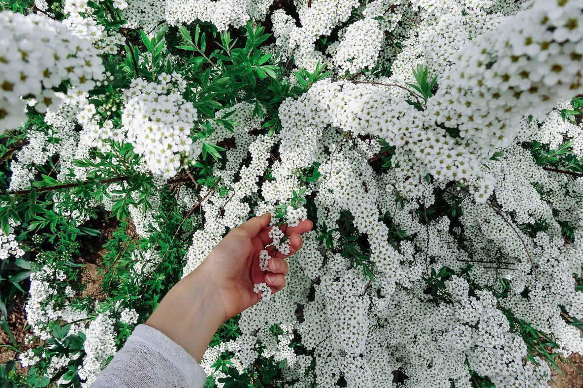 Куст цветет белыми цветами весной